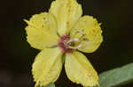 Lanceleaf loosestrife